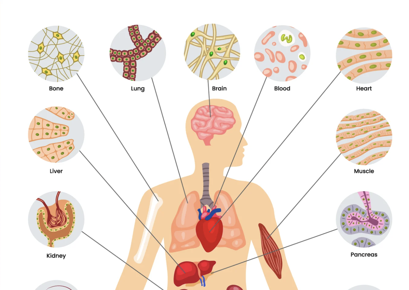 Human Anatomy - Northern Health Forum